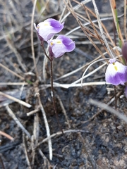 Utricularia livida