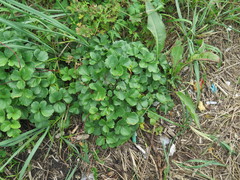 Ligusticum scothicum hultenii