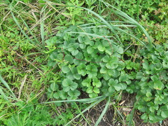 Ligusticum scothicum hultenii