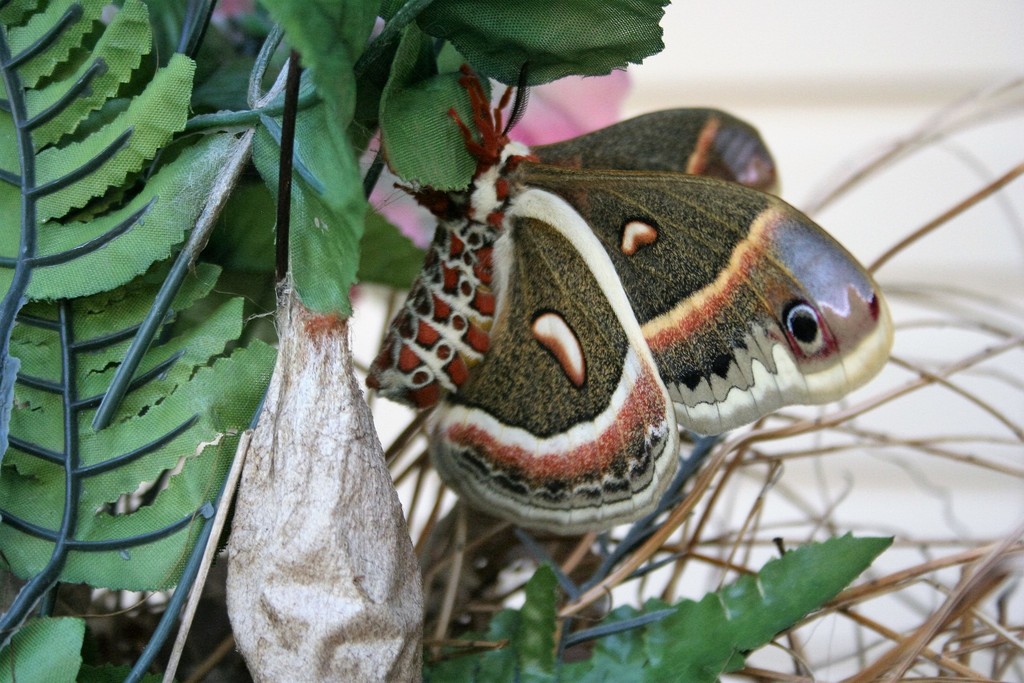 Cecropia Moth (DenverBoulder Metro Area Butterflies and Moths