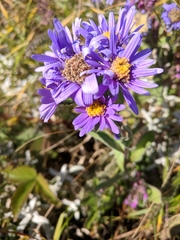 Aster amellus bessarabicus
