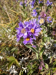 Aster amellus bessarabicus