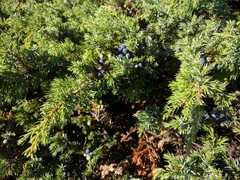 Juniperus communis hemisphaerica