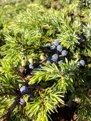 Juniperus communis hemisphaerica