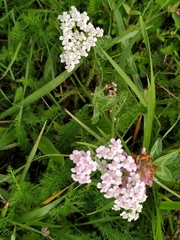 Achillea millefolium
