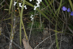 Stylidium spinulosum