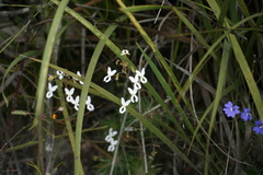 Stylidium spinulosum