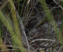 Ctenotus labillardieri