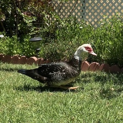 Cairina moschata domestica