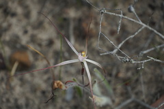 Caladenia varians