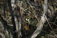 Caladenia barbarossa