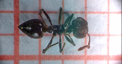 Crematogaster laestrygon