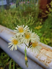 Lactuca indica