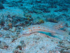 Valenciennea puellaris