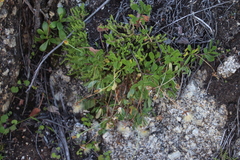 Othonna arborescens
