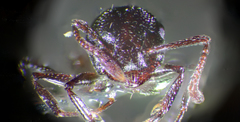 Crematogaster laestrygon