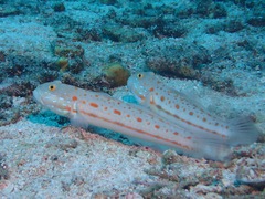 Valenciennea puellaris