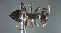 Crematogaster laestrygon