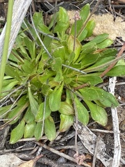Stylidium spathulatum