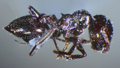 Crematogaster laestrygon