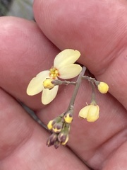 Stylidium spathulatum