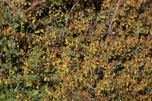 Image of Hermannia alnifolia by (c) Tony Rebelo, some rights reserved (CC BY-SA)