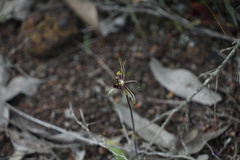 Caladenia barbarossa