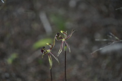 Caladenia barbarossa
