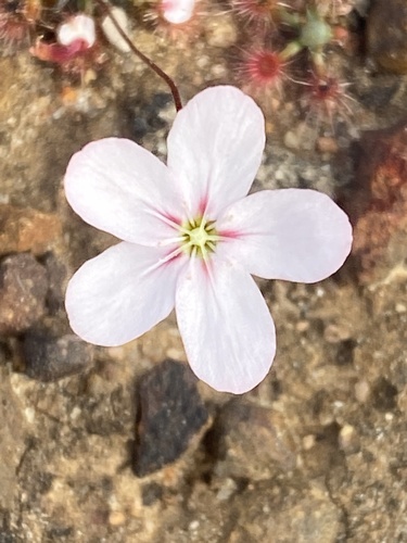 Drosera androsacea Diels