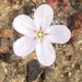 Drosera androsacea - Photo (c) Dustyn and Catherine, some rights reserved (CC BY-NC), uploaded by Dustyn and Catherine