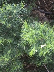 Melaleuca alternifolia