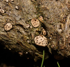 Poronia erici
