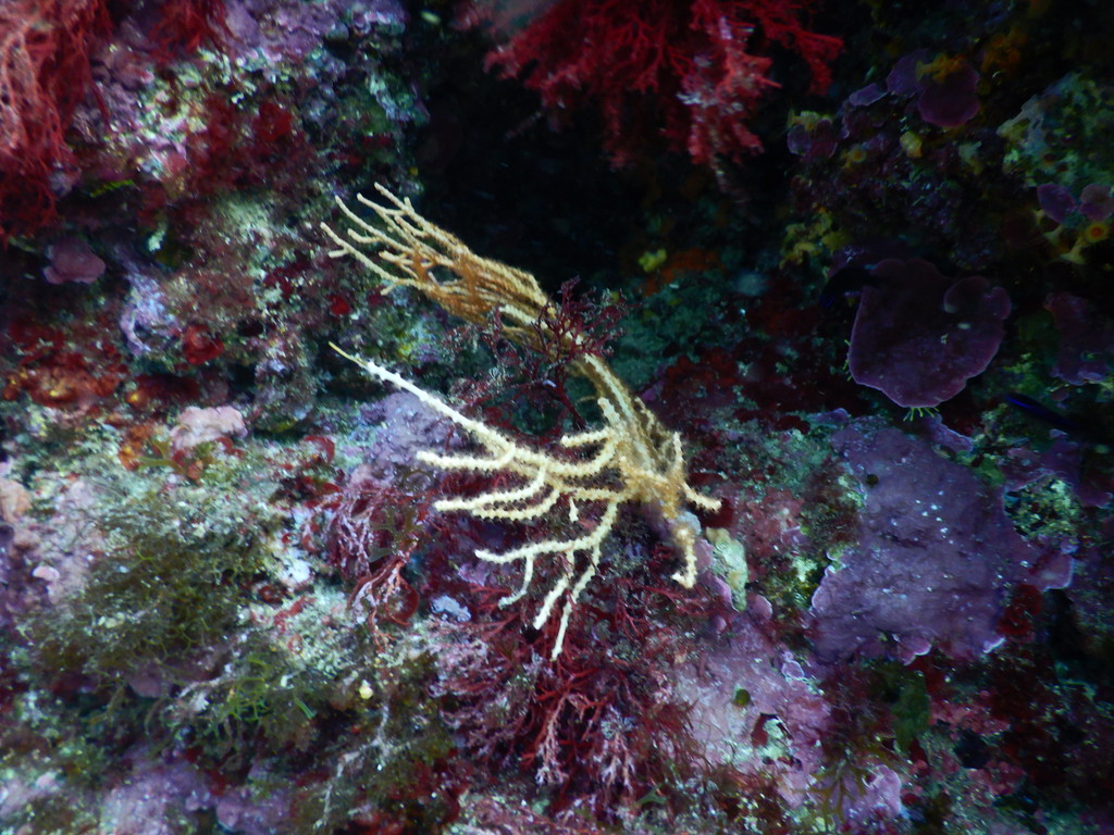 white horny coral