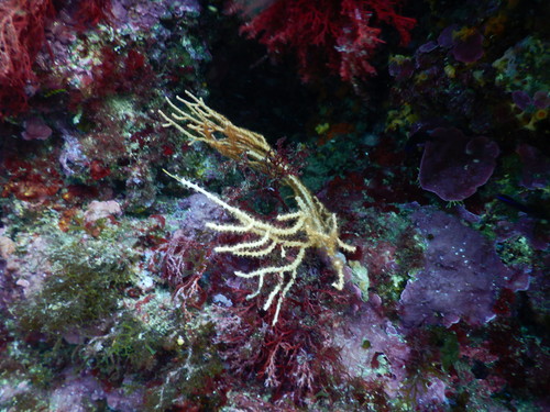 white horny coral