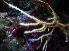 Eunicella singularis