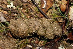 Poronia erici