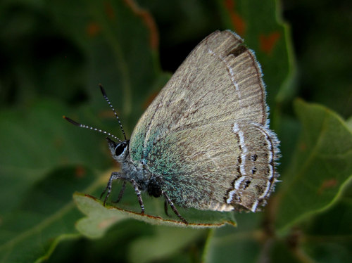Sandia Hairstreak