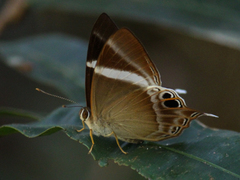 Abisara neophron