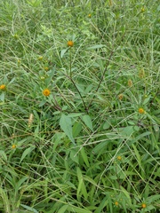 Bidens frondosa