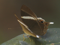 Abisara neophron