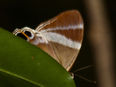 Abisara neophron