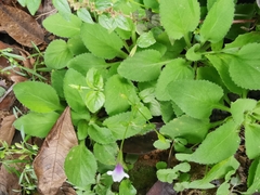 Viola diffusa