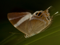 Abisara neophron