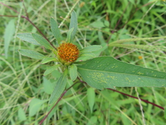 Bidens frondosa