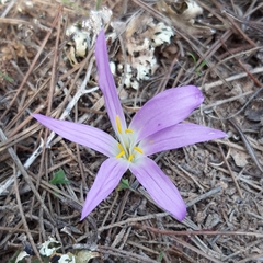 Colchicum filifolium