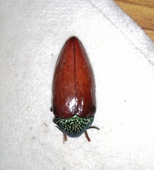 Sternocera chrysis