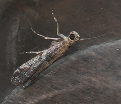 Delplanqueia inscriptella