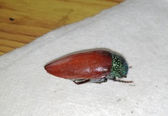 Sternocera chrysis