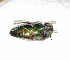 Sternocera chrysis