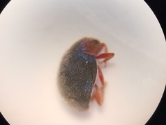 Scymnus rubromaculatus